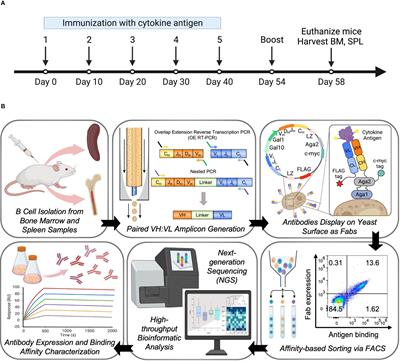 Frontiers Large Scale Antibody Immune Response Mapping Of Splenic B